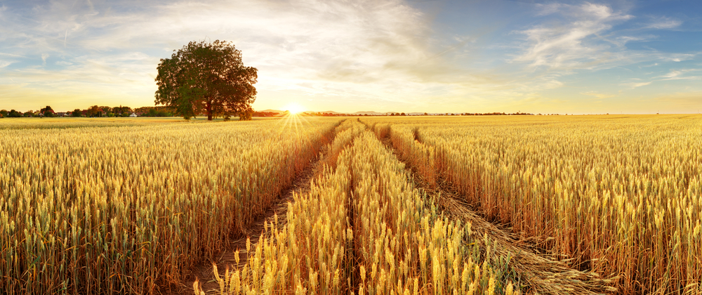 Landscape view a wheat field