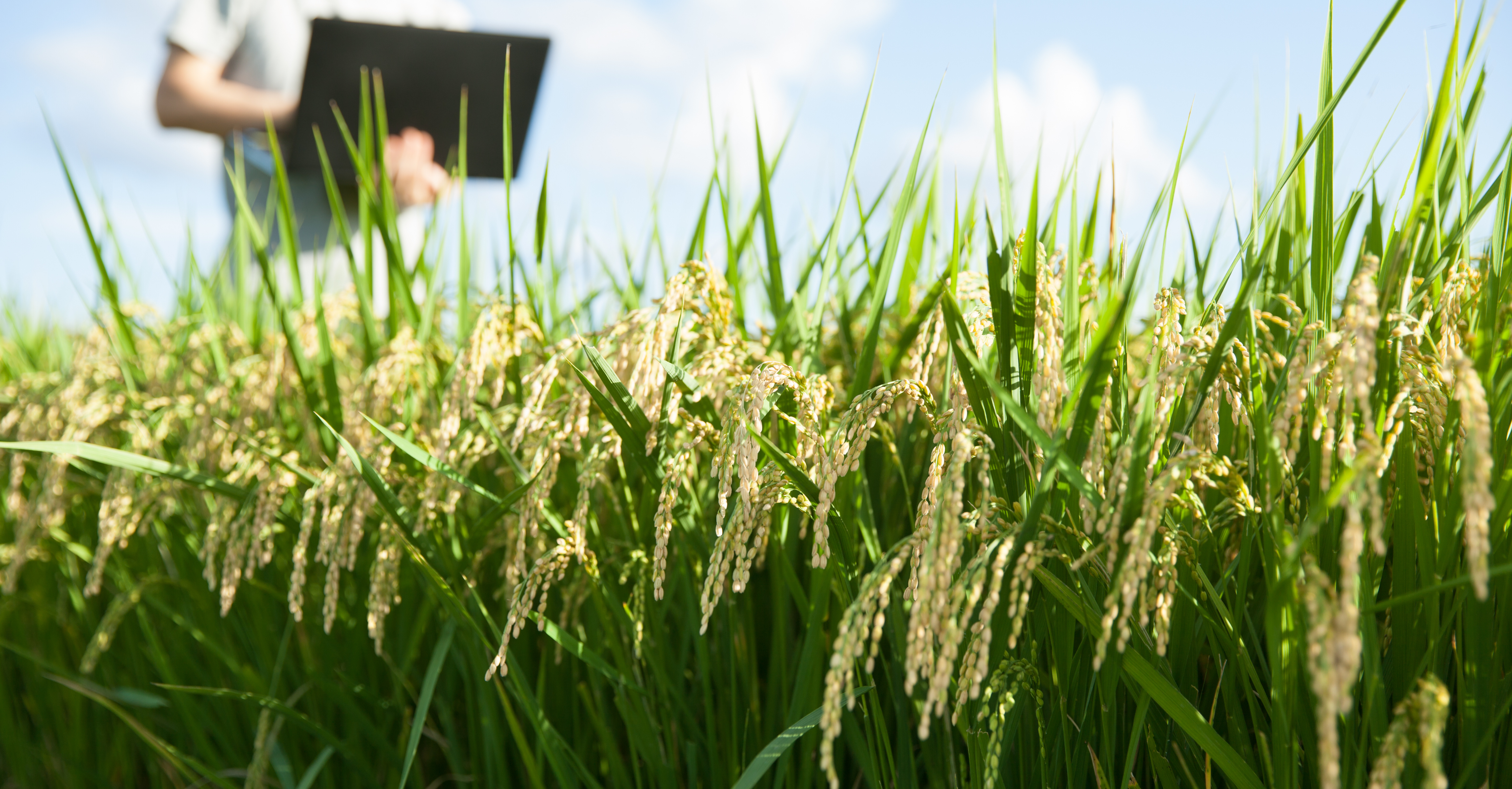 man holding a laptop in a field