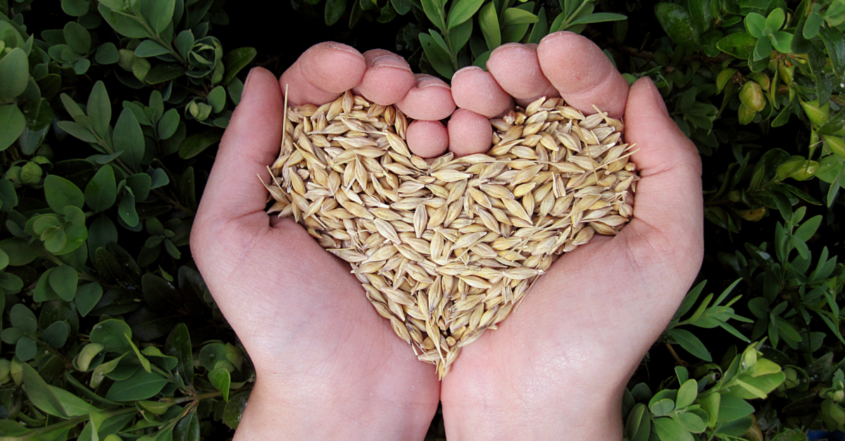 two hands holding grain in a heart shape