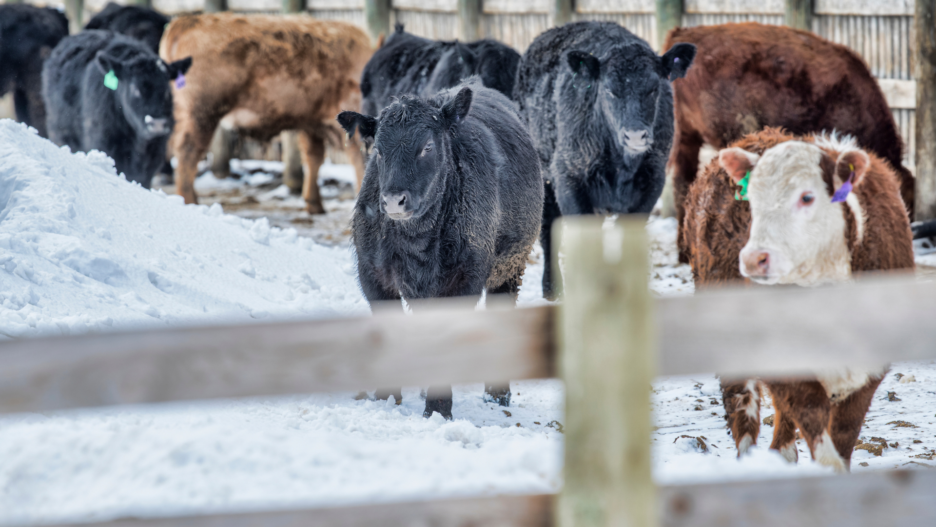 Cattle on the farm in the winter